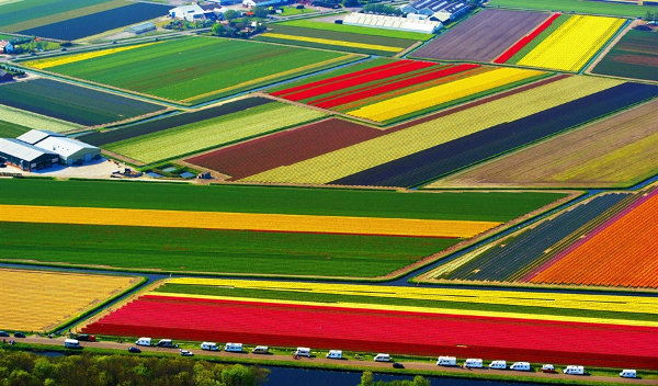 colorful-flower-fields