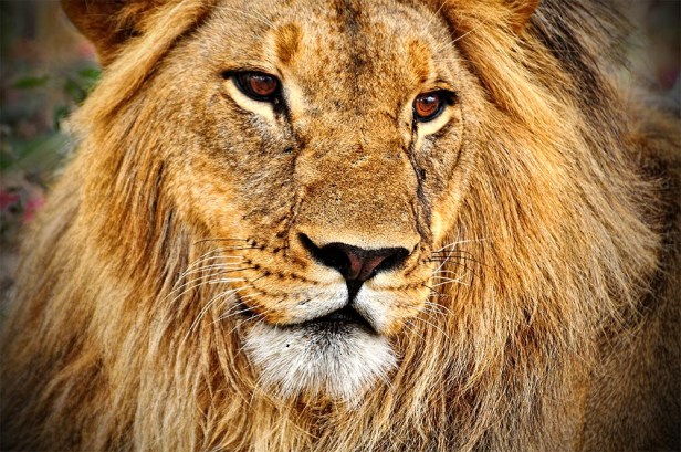 Zulu One of the Last Black Maned Lions web 1000 n 72